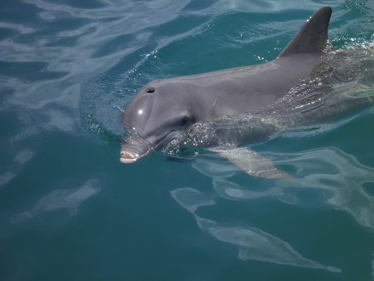 dolphin sea animals free photo