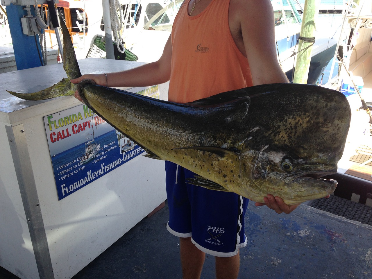 dolphin catch fisherman free photo