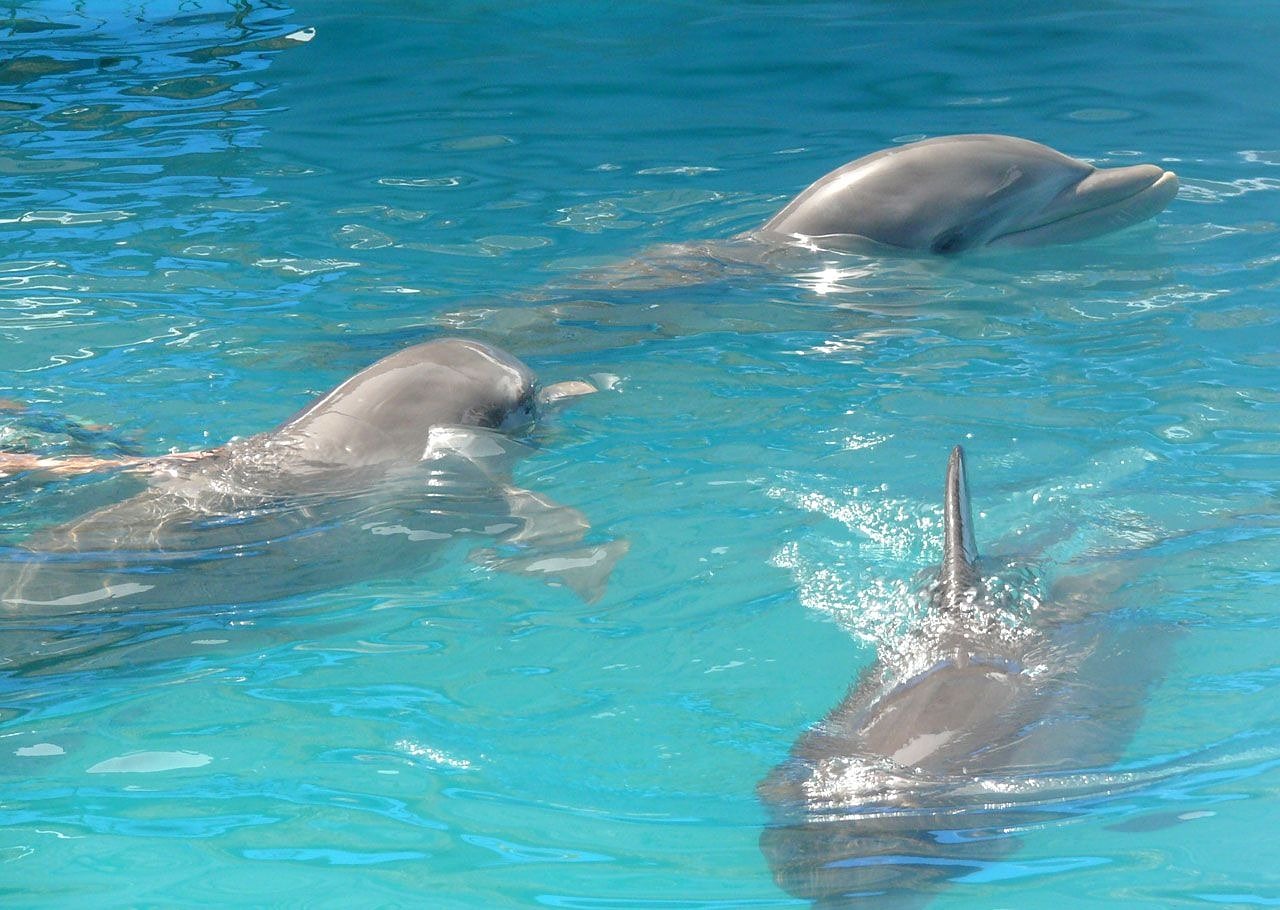 dolphin swimming three free photo