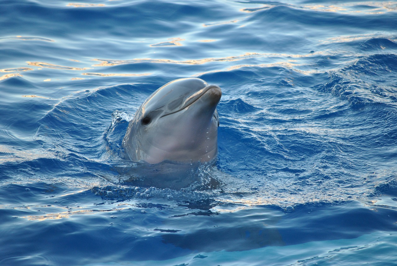 dolphin animal sea free photo