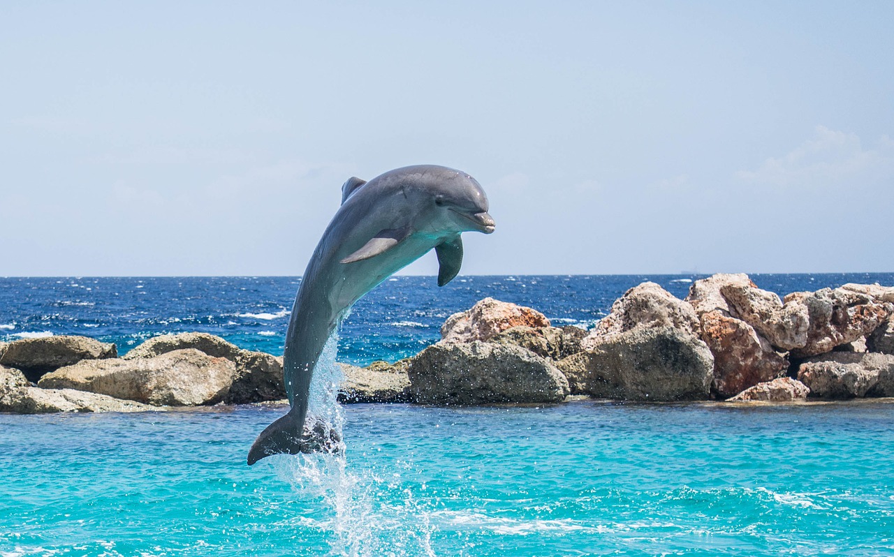 dolphin aquarium jumping free photo