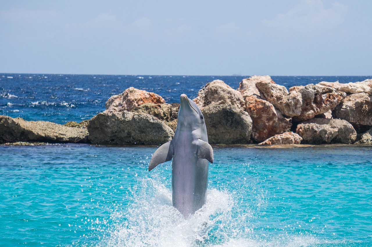 dolphin aquarium jumping free photo