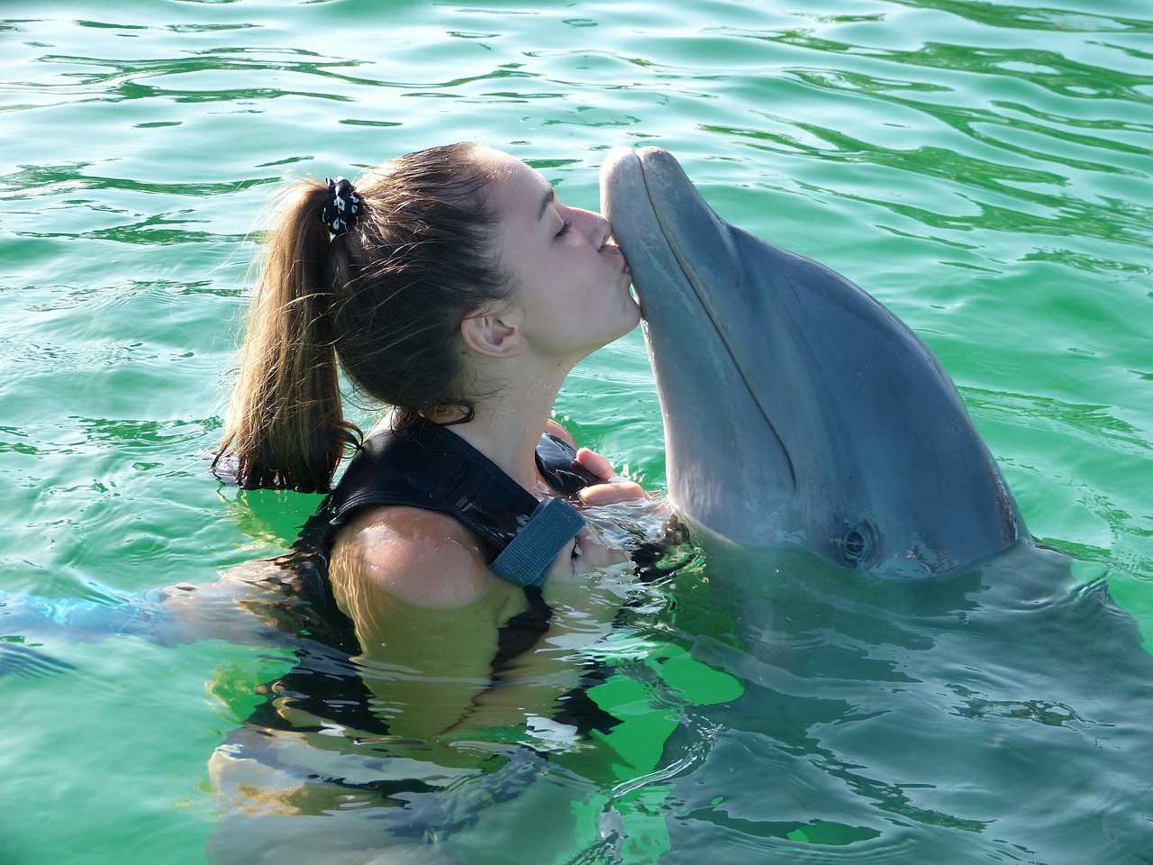 dolphin margarita island venezuela free photo