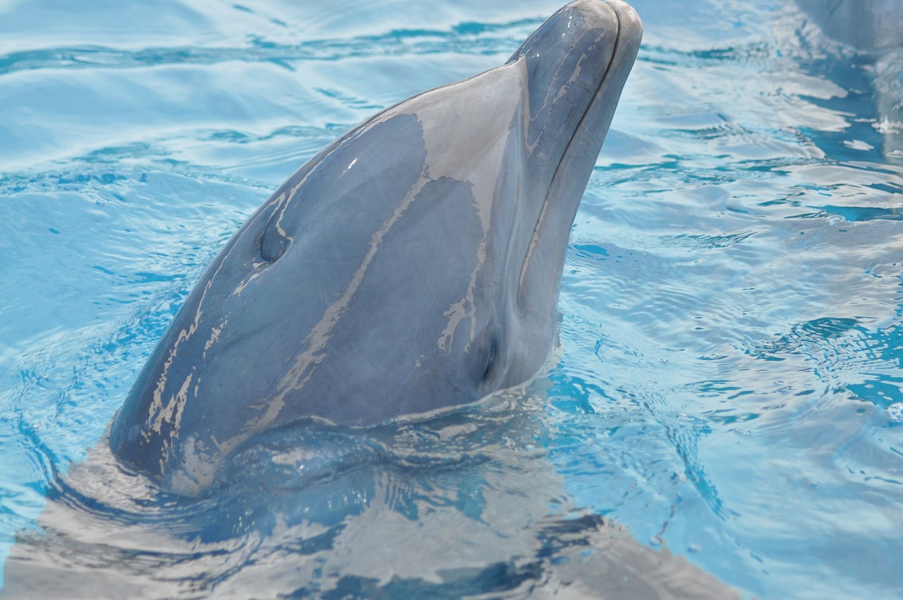 dolphin water blue free photo