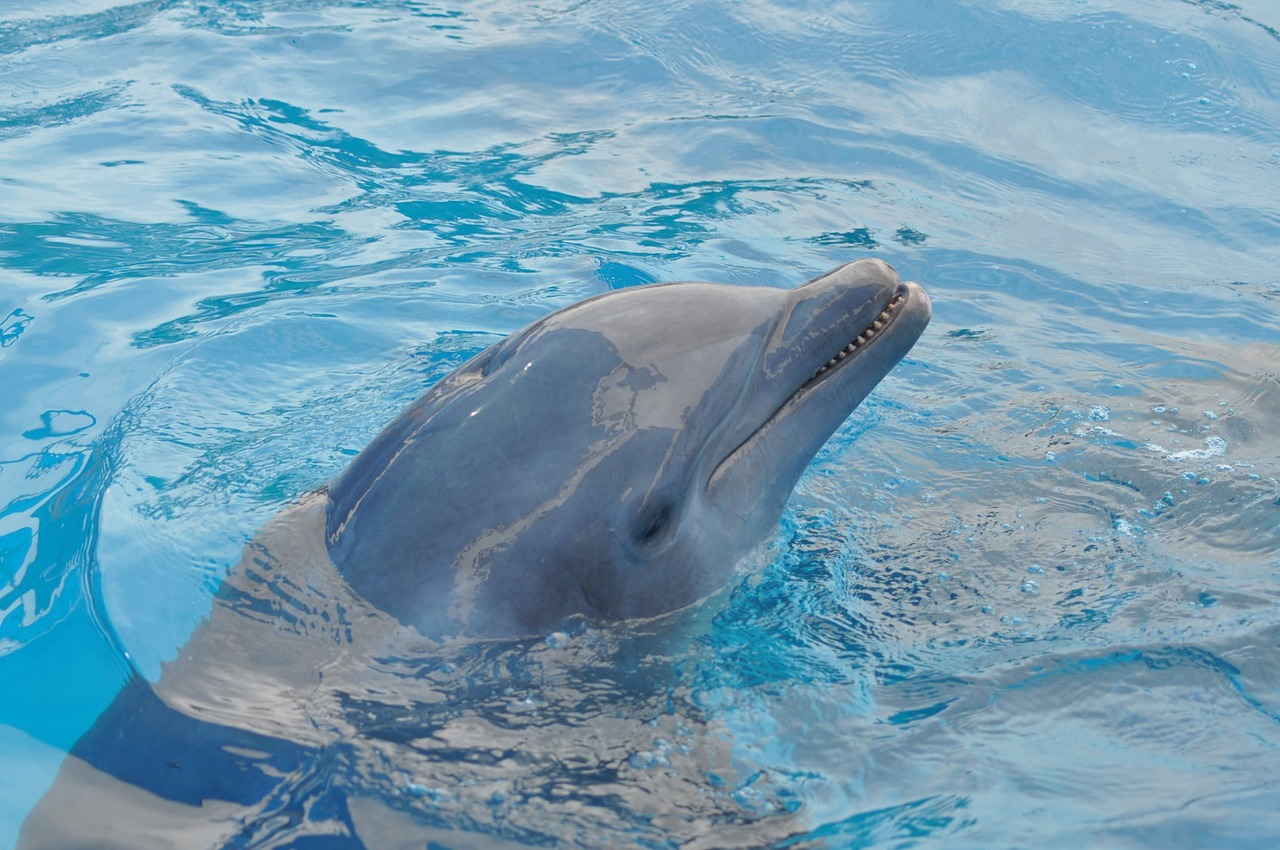 dolphin water blue free photo