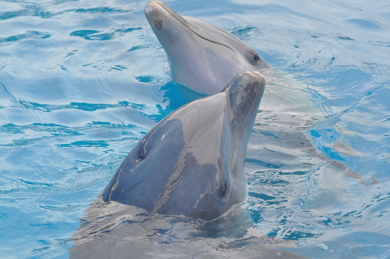 dolphin water blue free photo