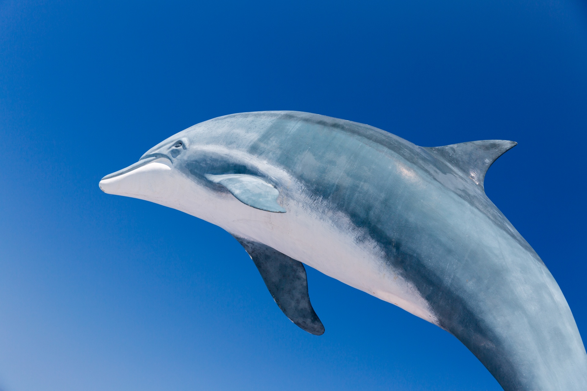 Animal,blue,dolphin,jump,jumping - free image from 