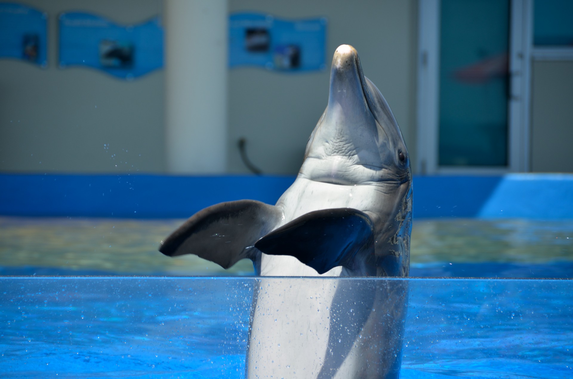 dolphins interacting dolphin aquarium free photo