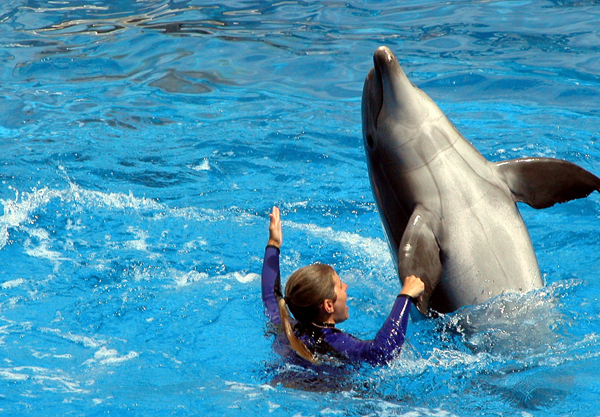 dolphin aquarium trained free photo
