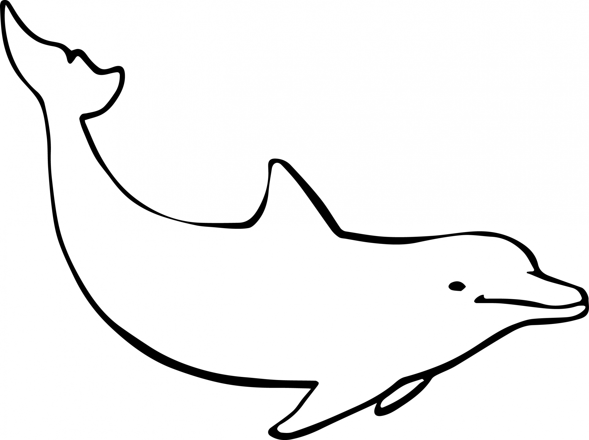 dolphin ocean mammal free photo