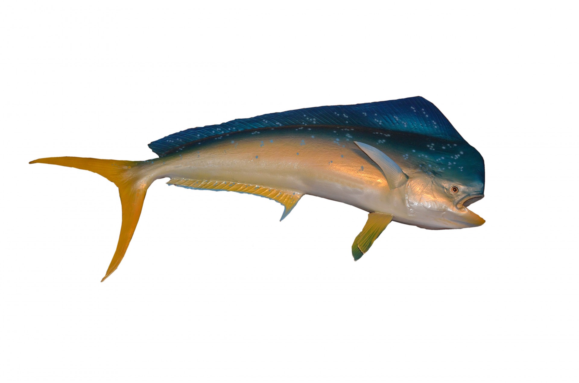 mahi mahi dolphin fish fish free photo