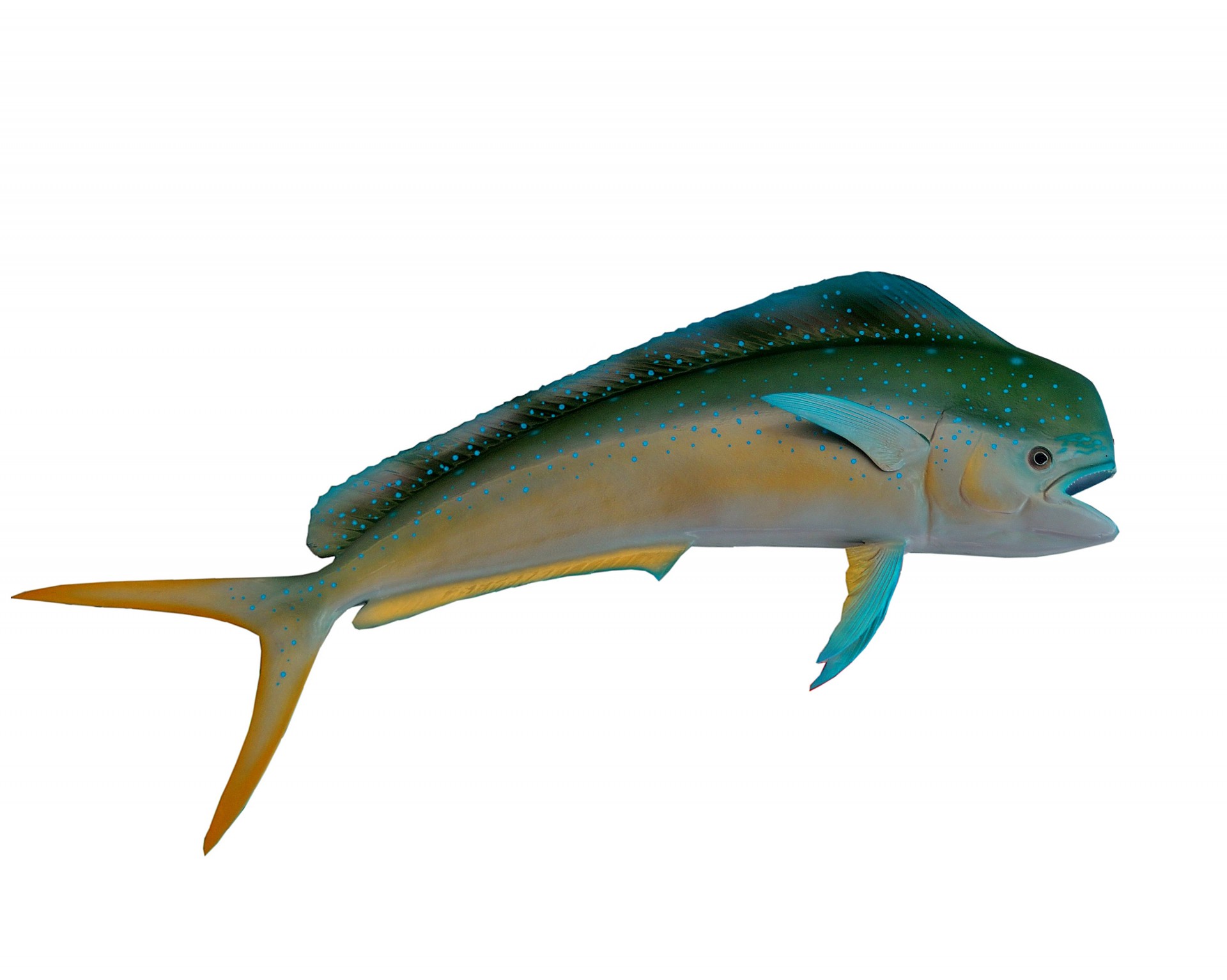 dolphin fish fish mounted free photo