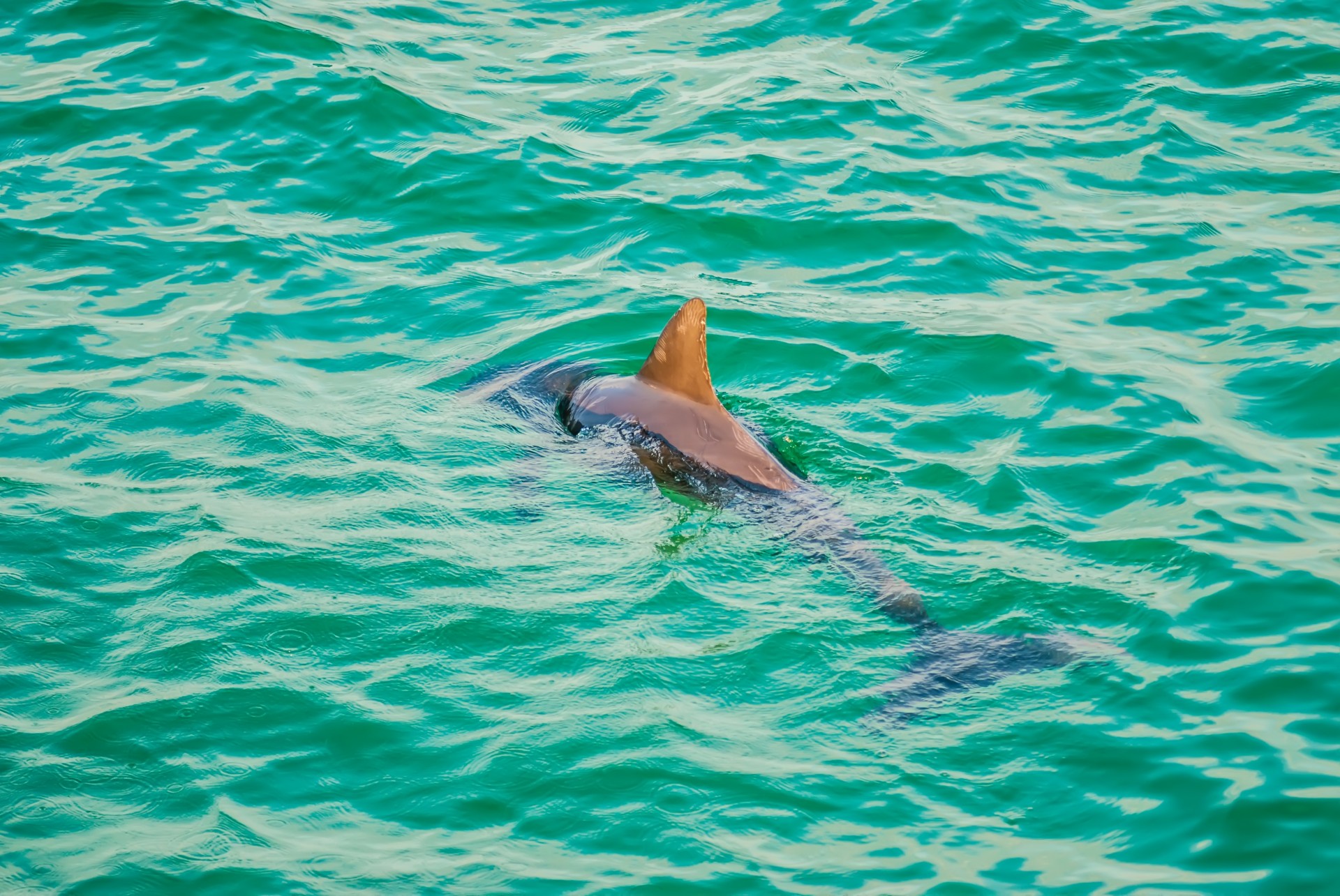 dolphin beautiful blue free photo