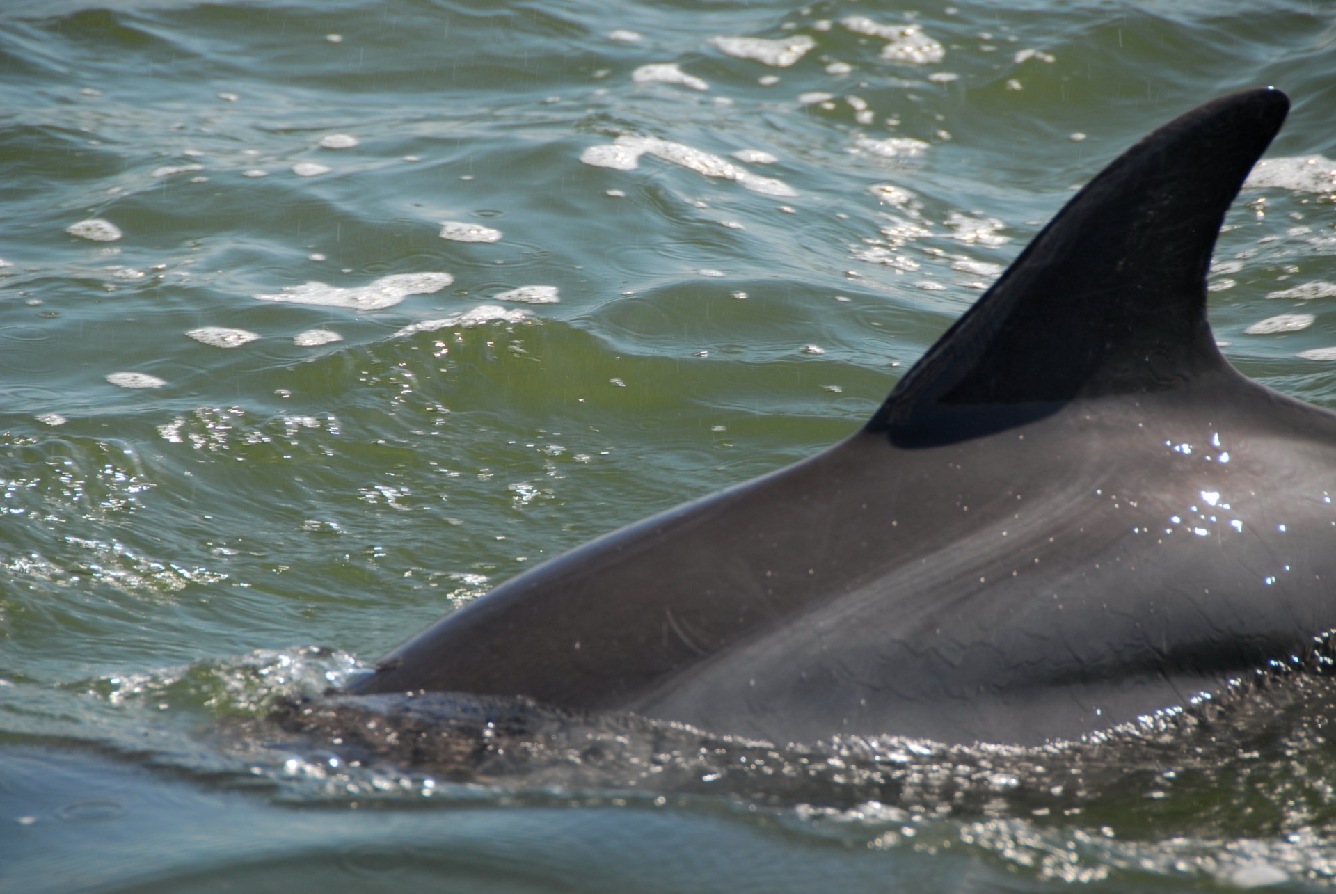 dolphin sea whales free photo