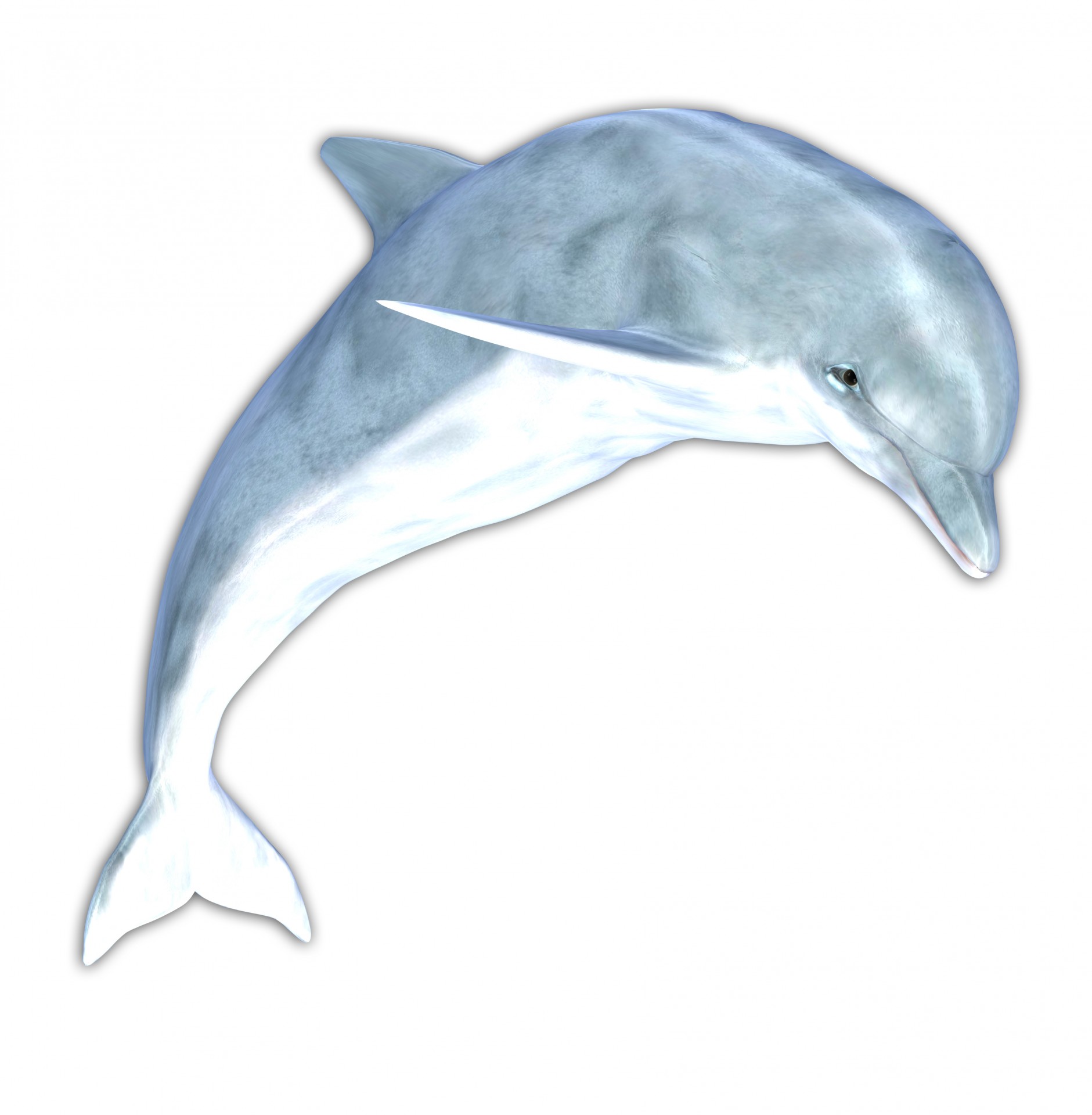 dolphin isolated white clipart dolphine mama free photo