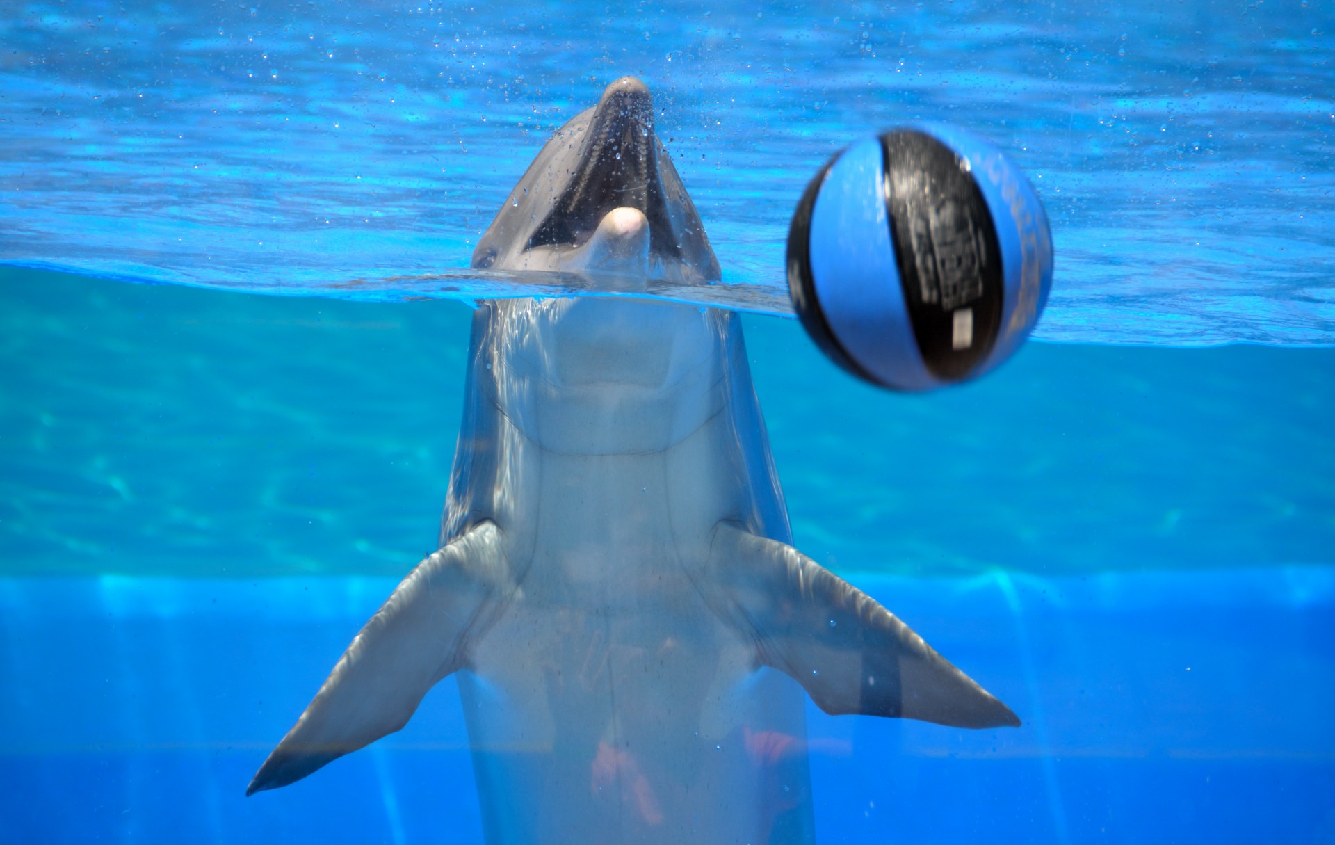 dolphin playing ball free photo