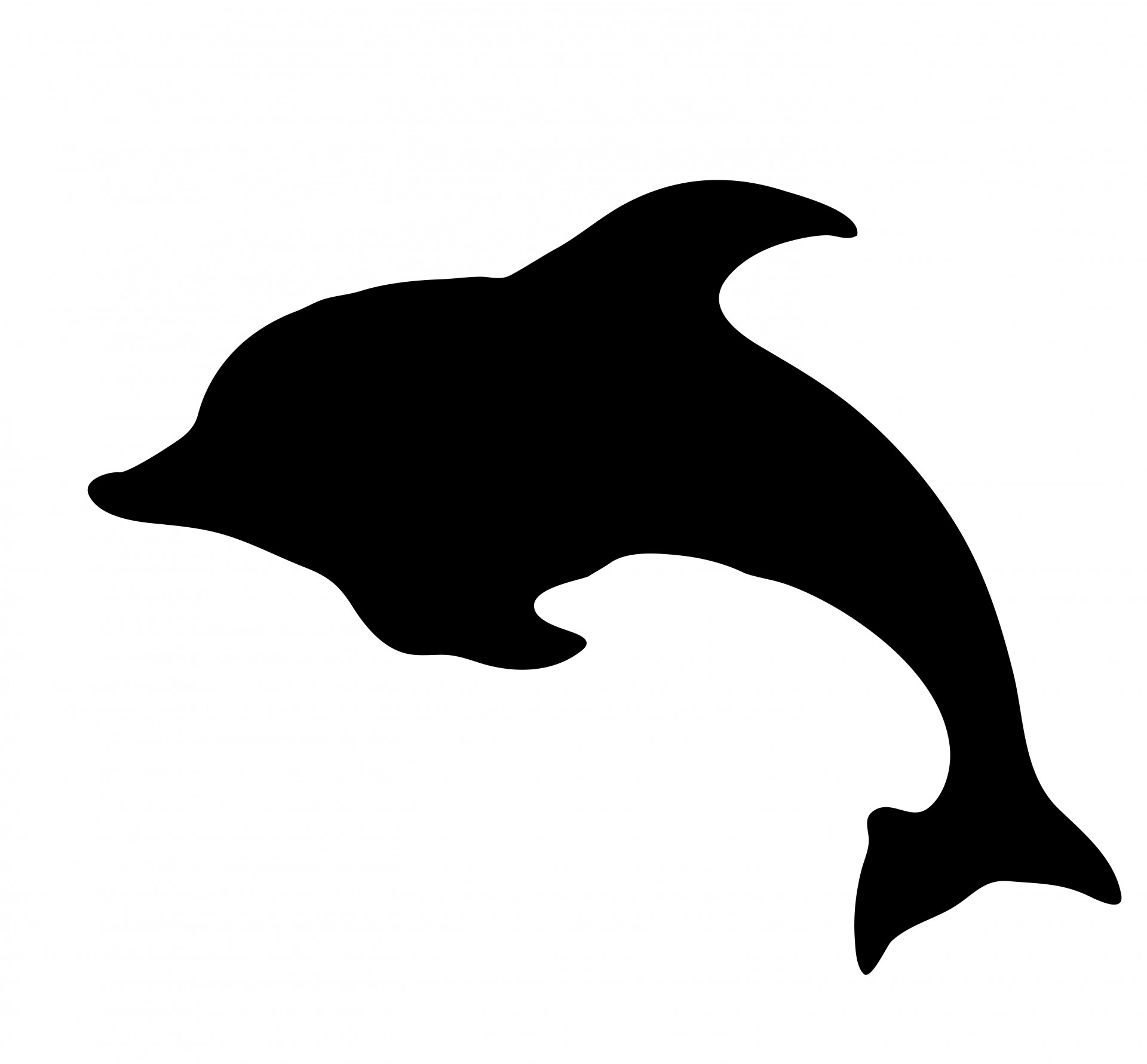 dolphin marine animal free photo