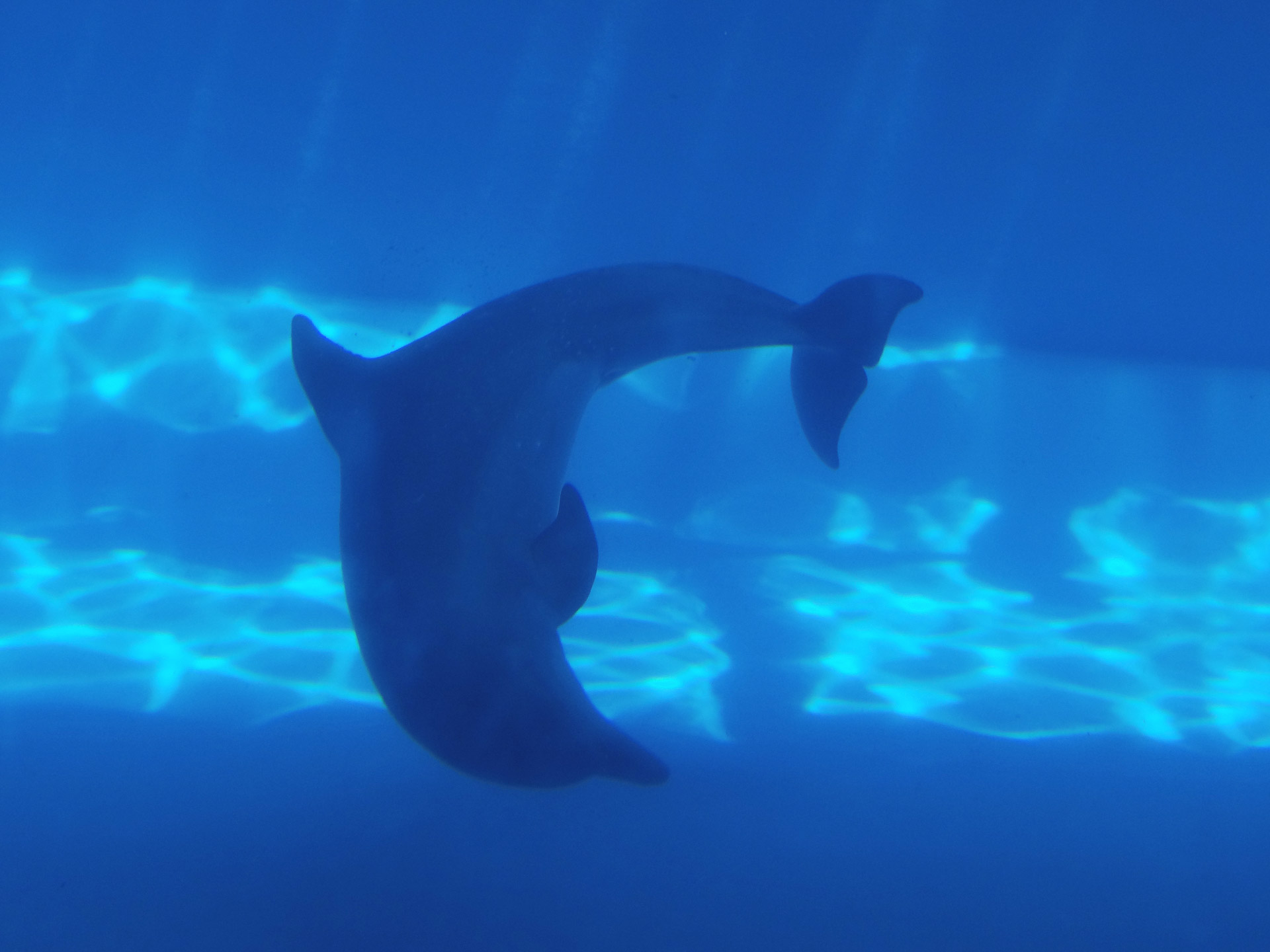 dolphin water marine mammal free photo