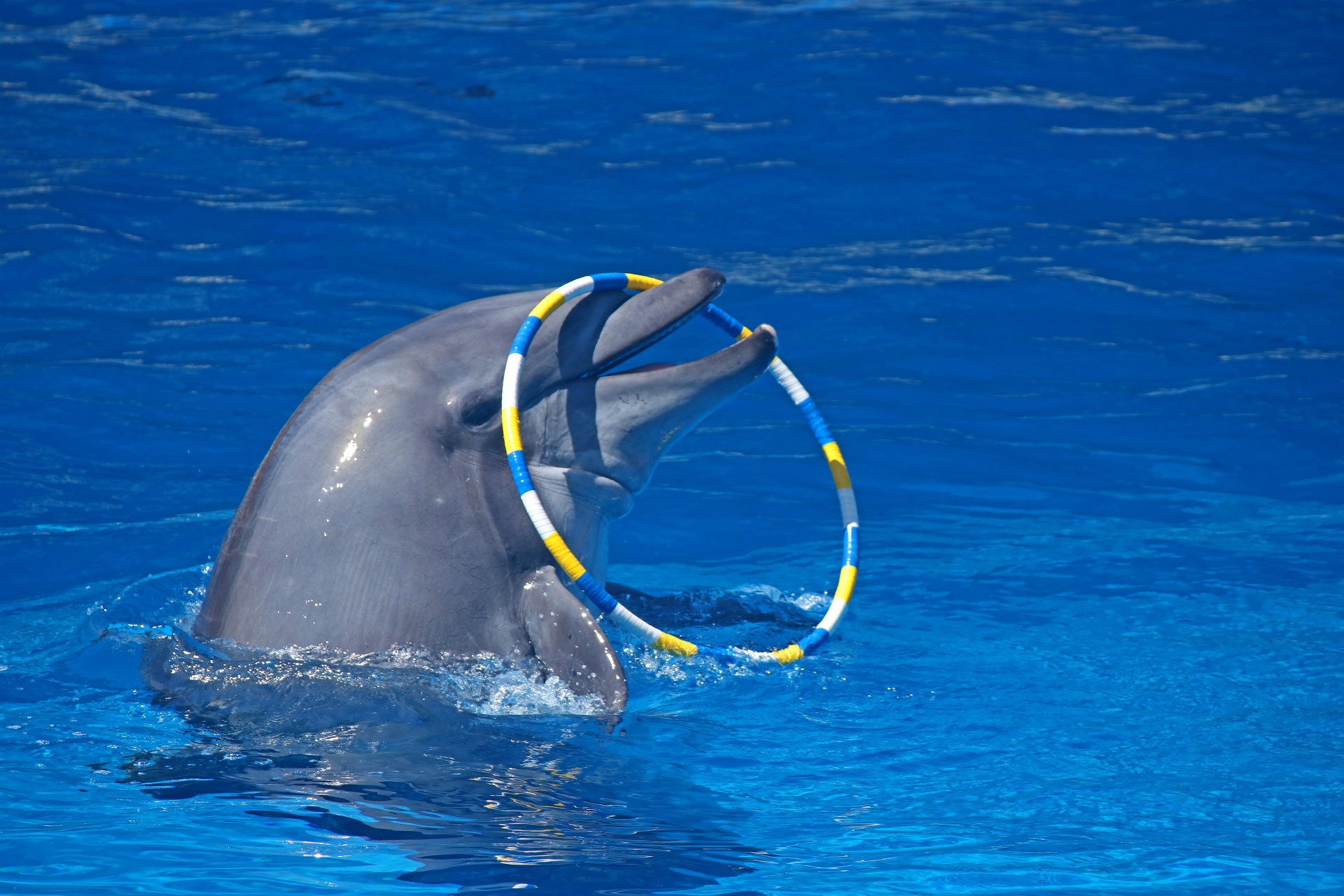 dolphin bottlenose pool free photo