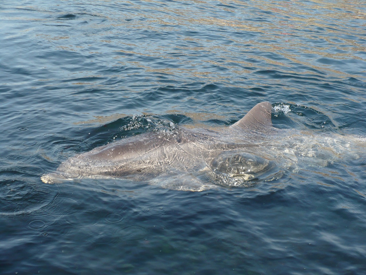 dolphinarium tourism dolphin free photo