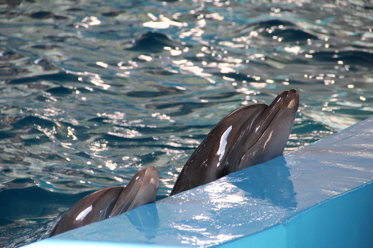 dolphinarium  dolphins  dolphin free photo