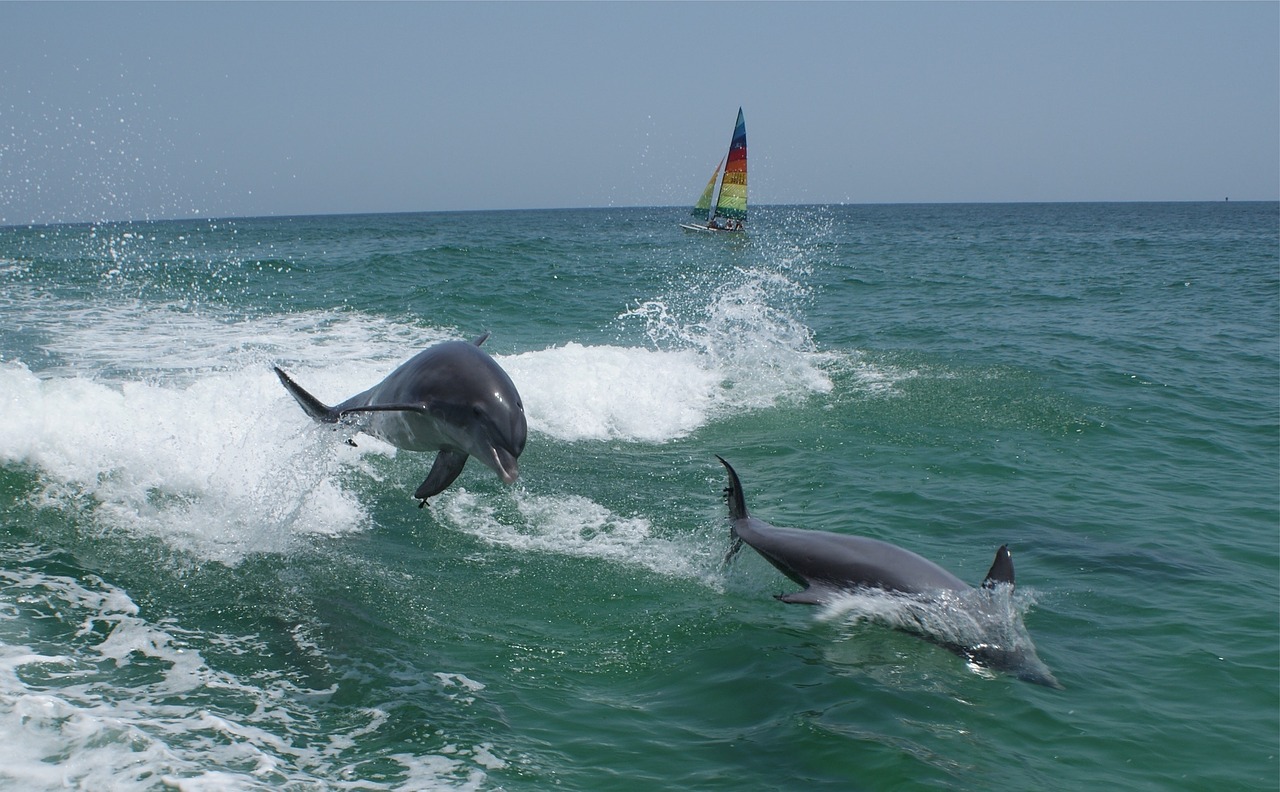 dolphins ocean marine free photo