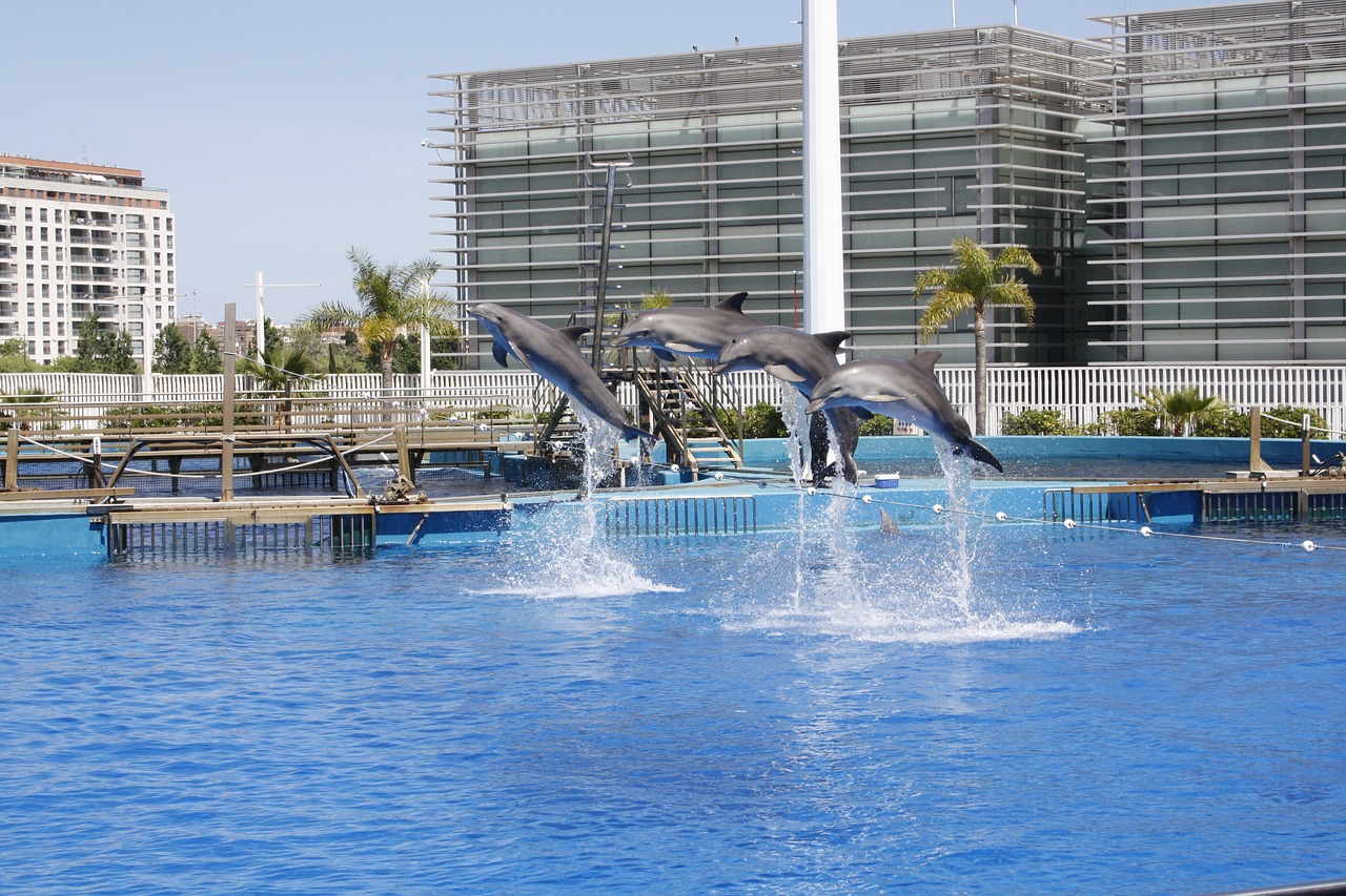 dolphins dolphin park valencia free photo