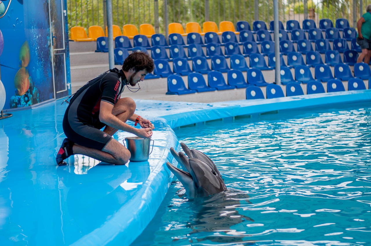 dolphins dolphinarium training free photo
