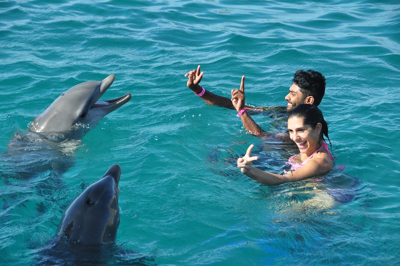 dolphins fun swim free photo