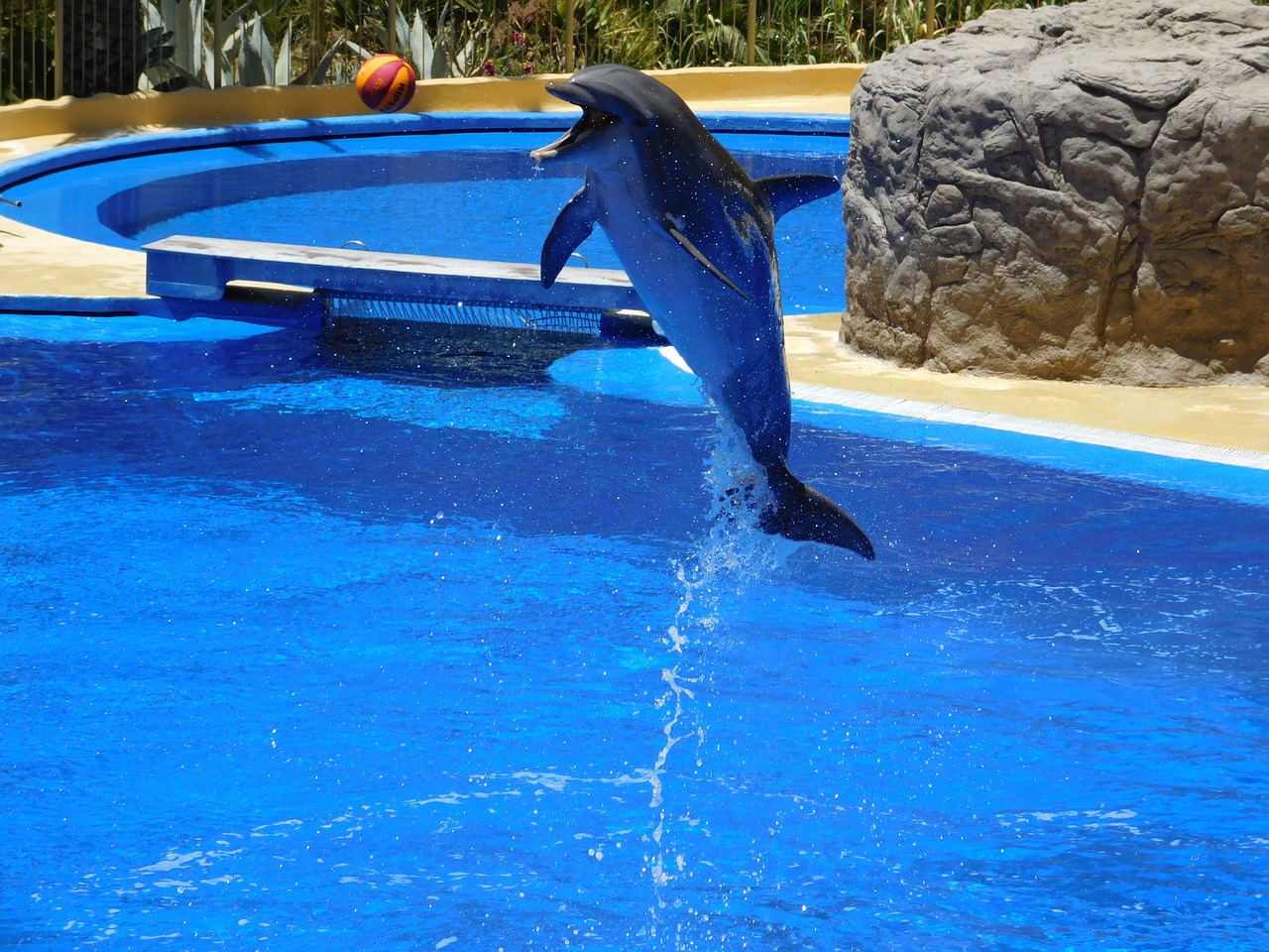 dolphins water jump free photo