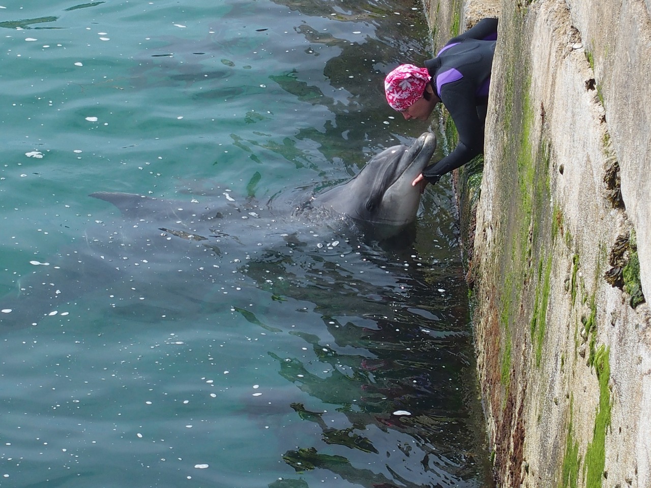 dolphins water meeresbewohner free photo