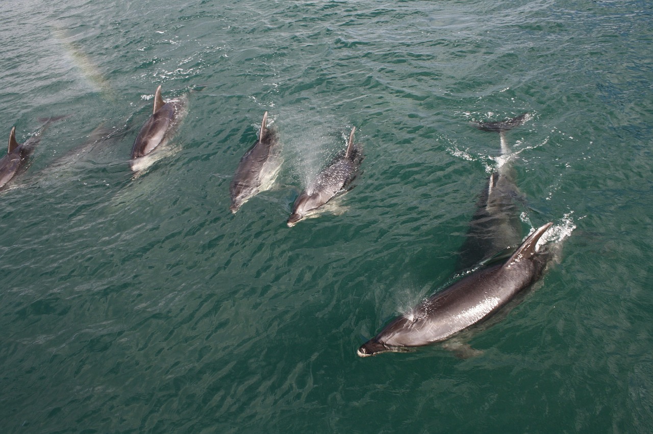 dolphins water new zealand free photo