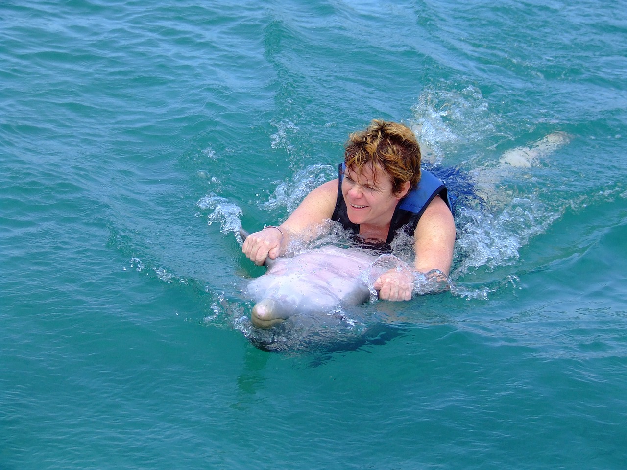 dolphins swimming sea free photo