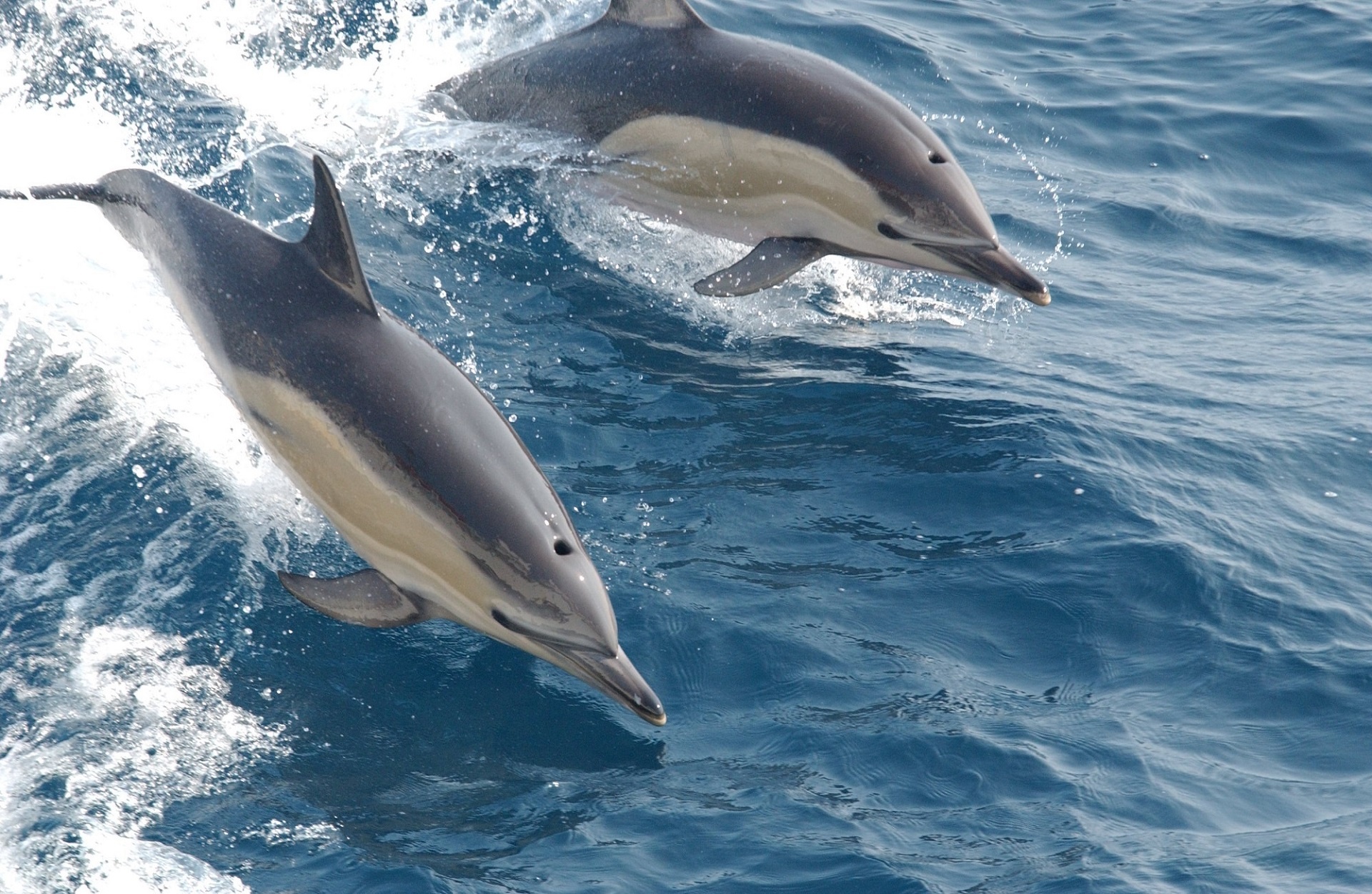 dolphins swimming sea free photo