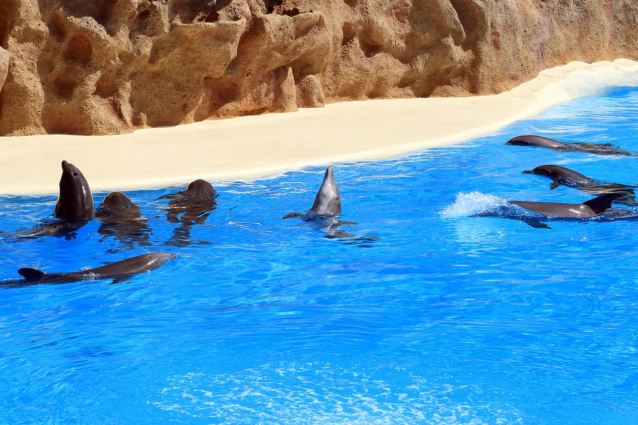 dolphins tenerife loro park free photo