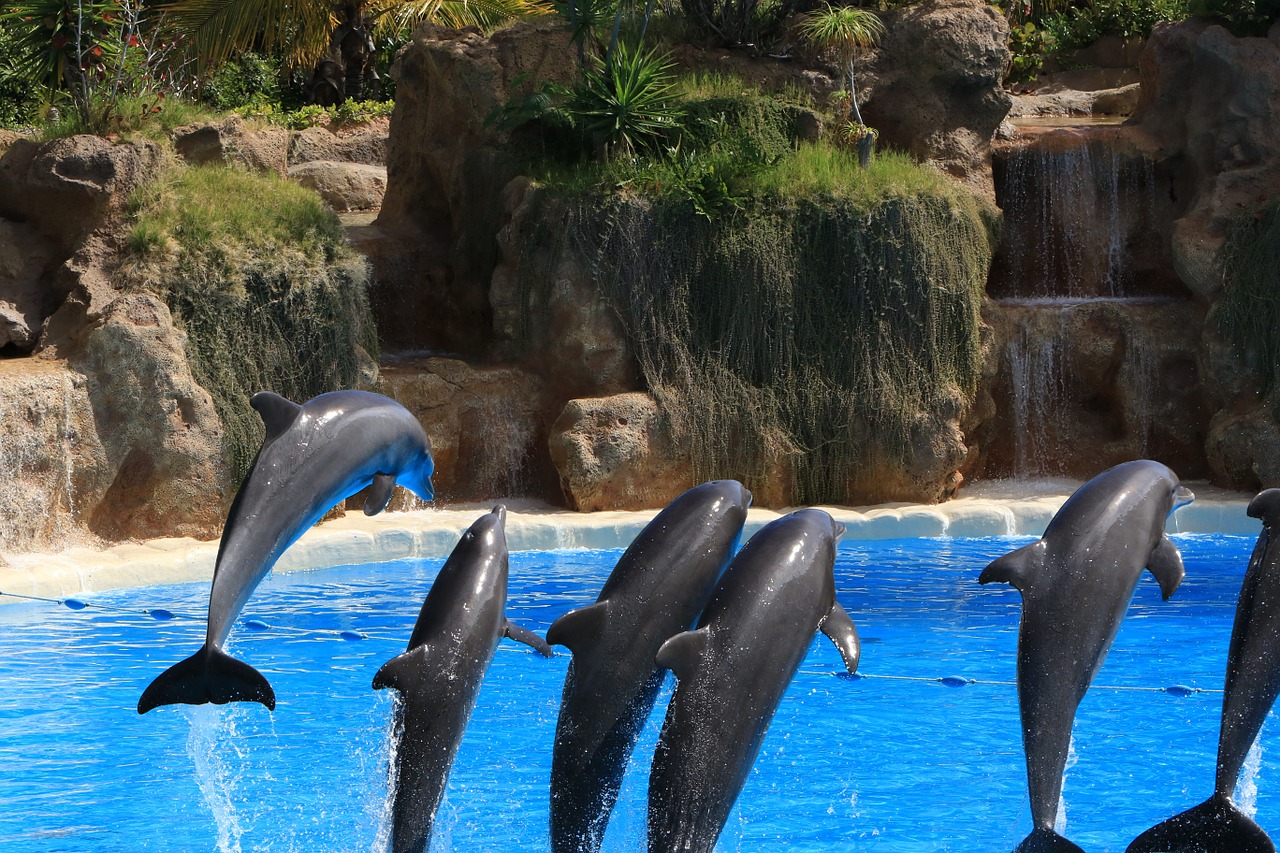 dolphins preview loro park free photo