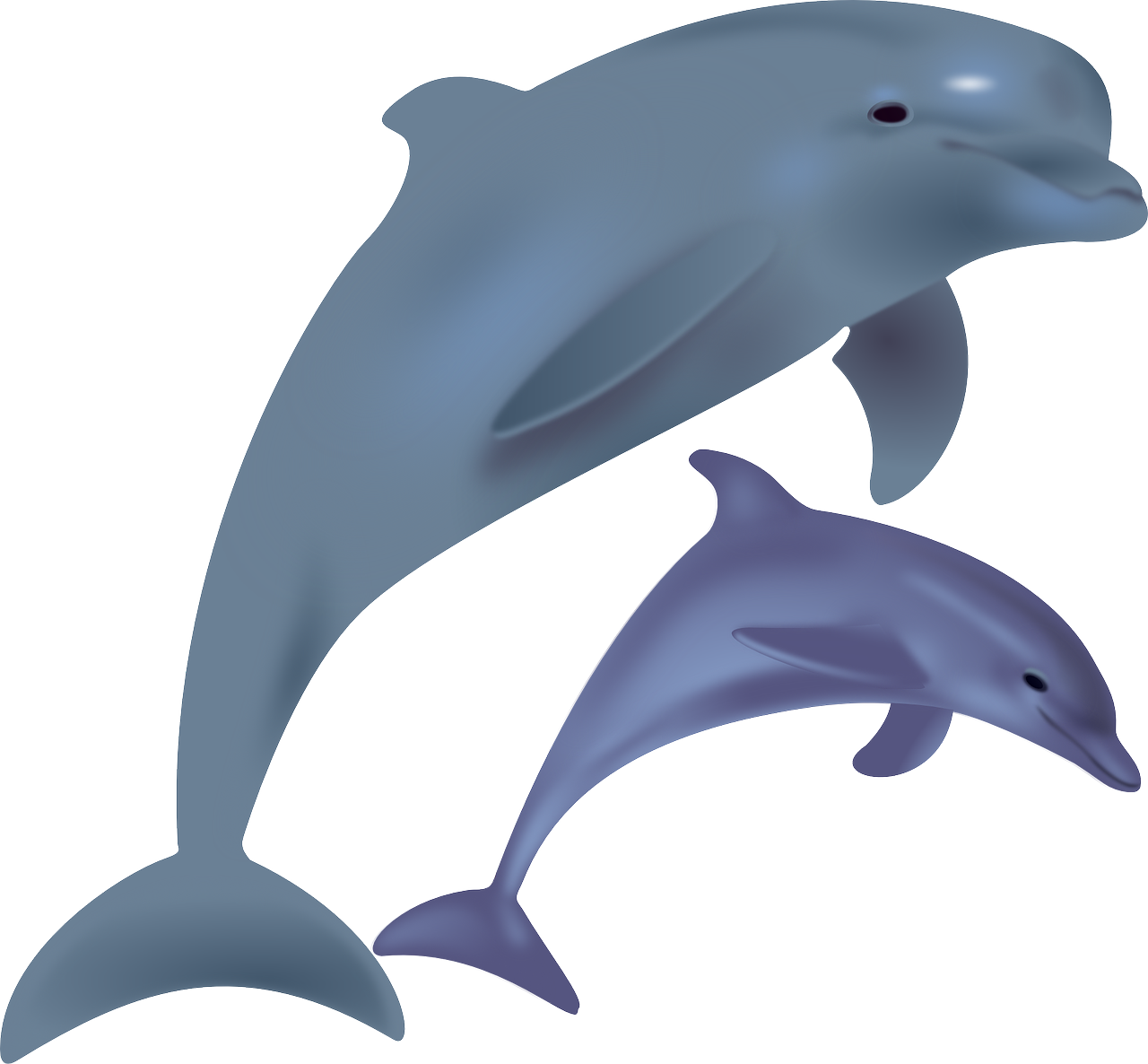dolphins fish sea life free photo