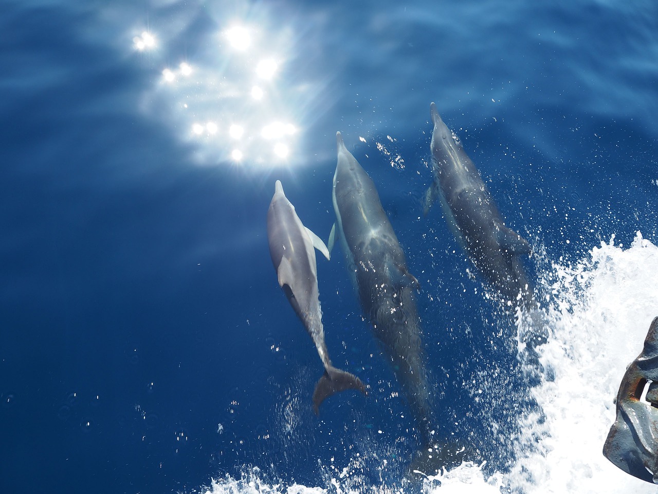 dolphins aegean sea the sun free photo