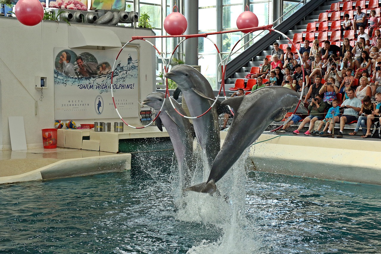 dolphins varna bulgaria free photo