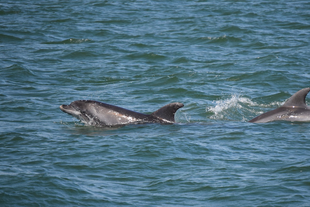dolphins sea sims free photo