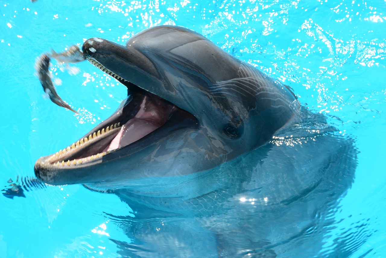 dolphins marine life fish in water free photo