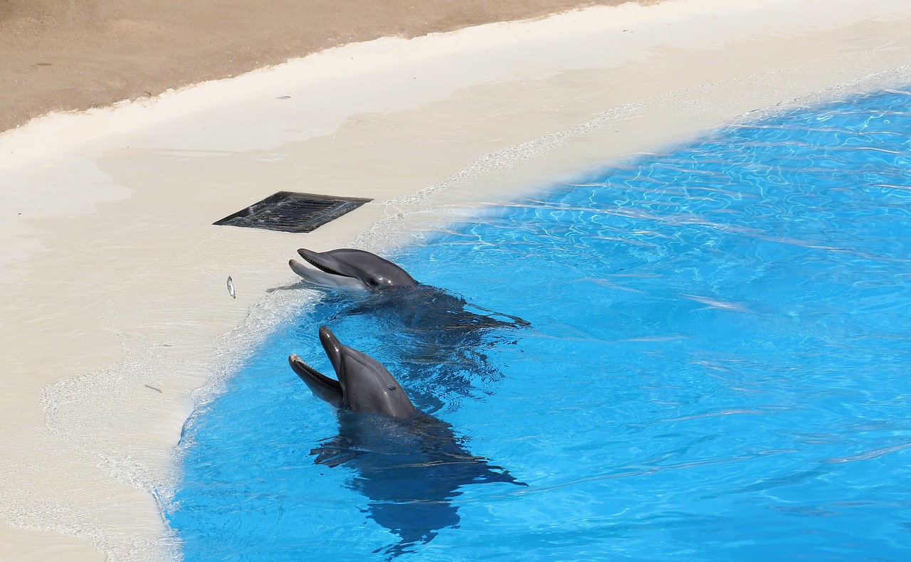 dolphins pool dolphinarium free photo