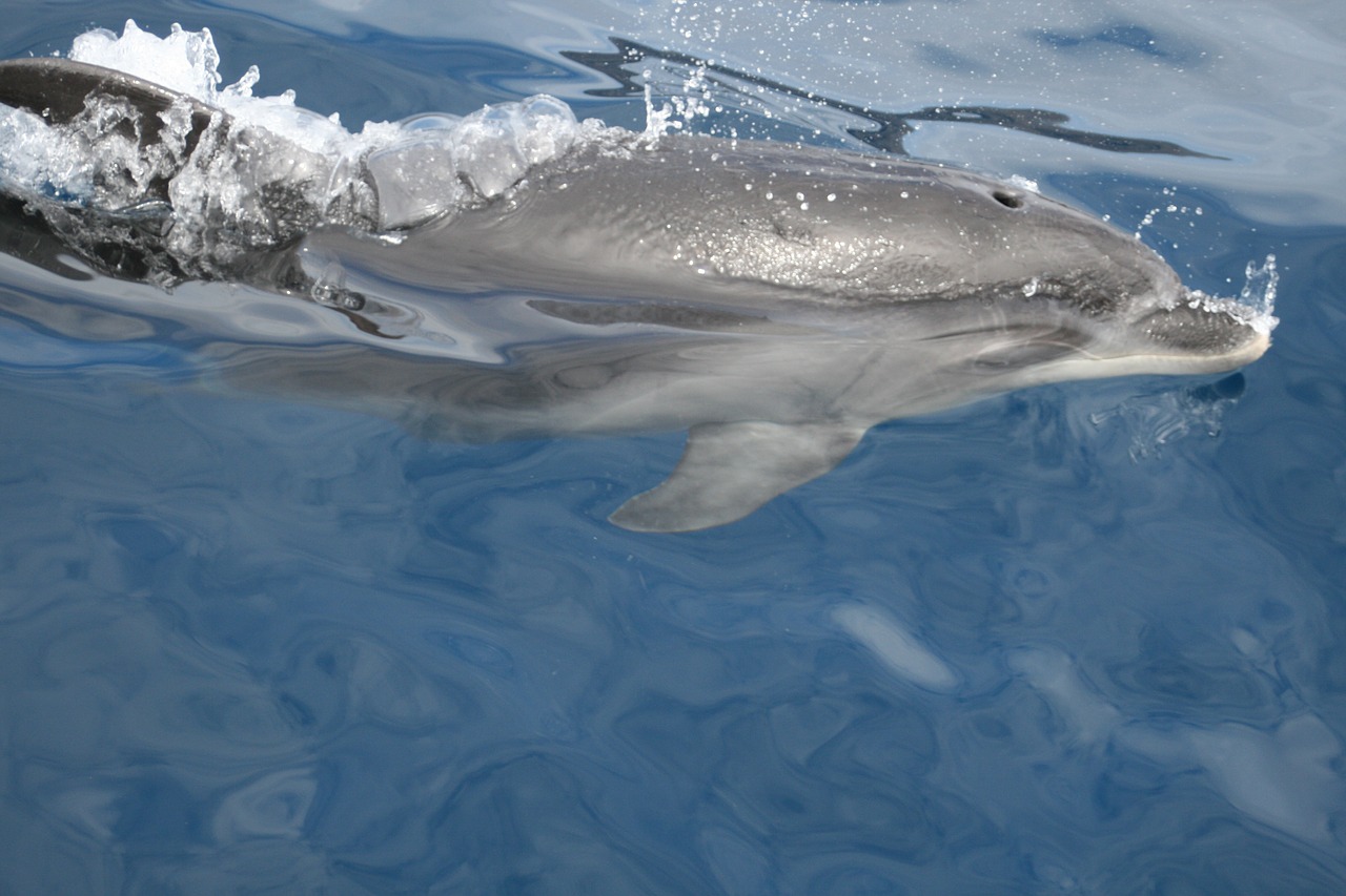 dolphins water sea free photo