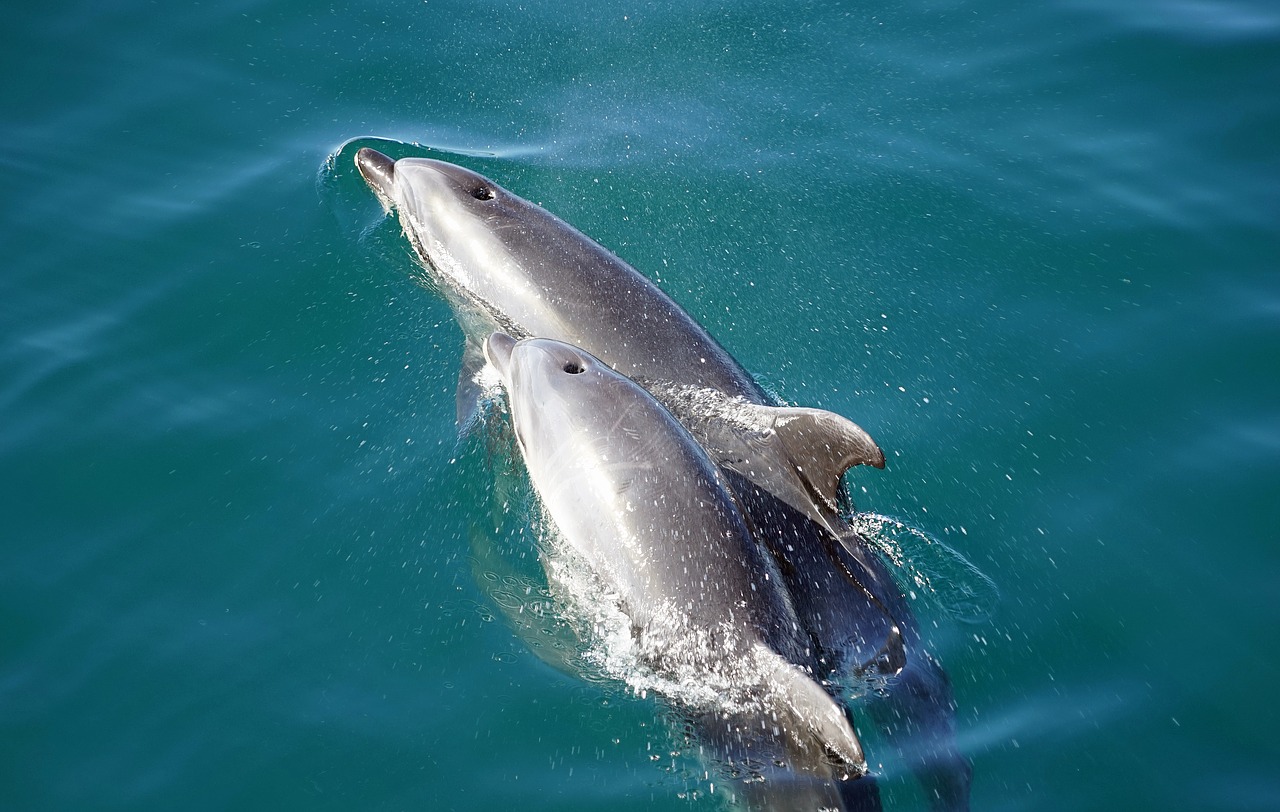 dolphins orthodontist marine mammals free photo