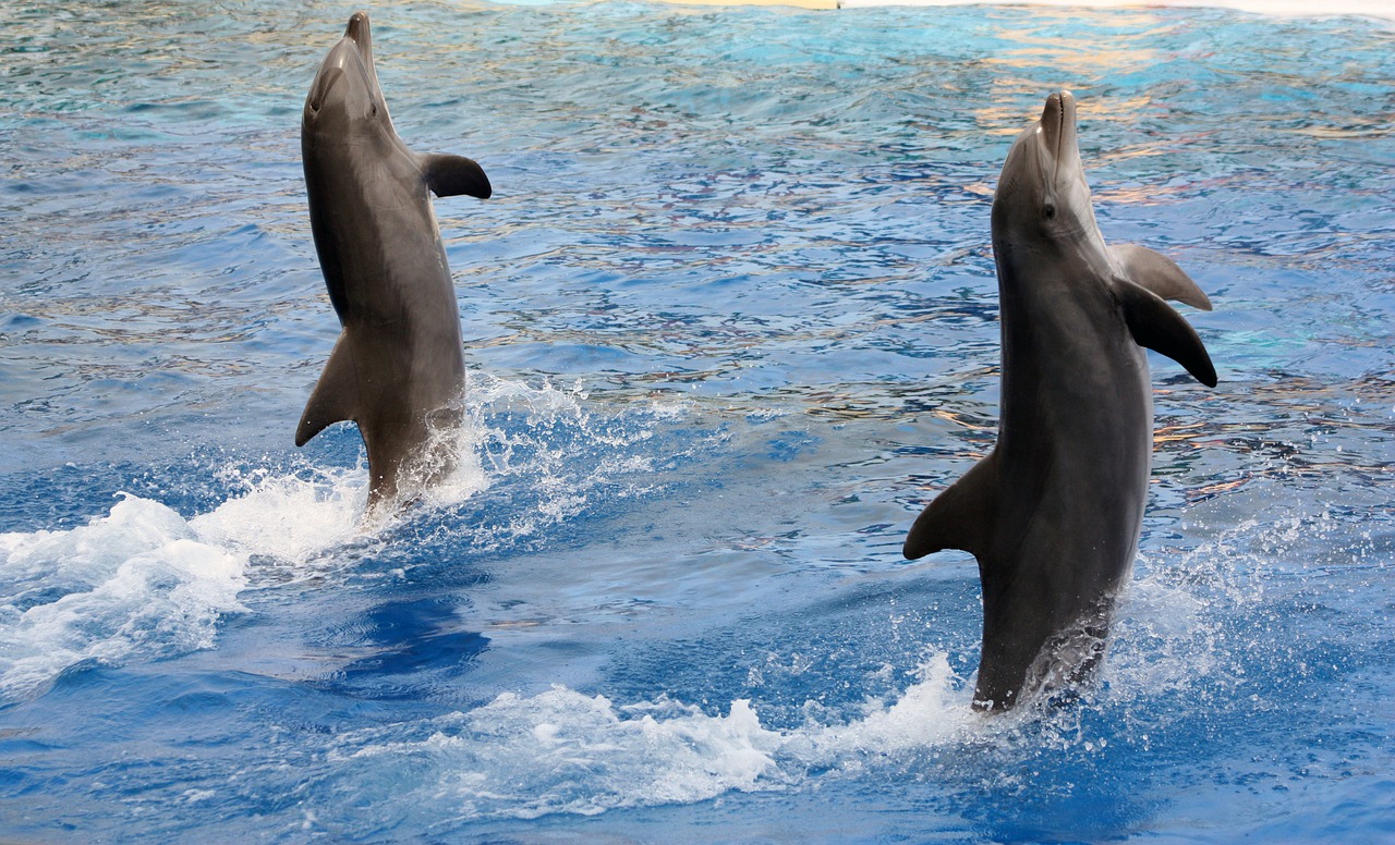 dolphins acrobatics marineland free photo