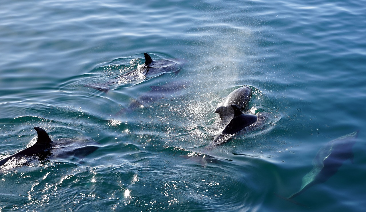 dolphins swim diving free photo