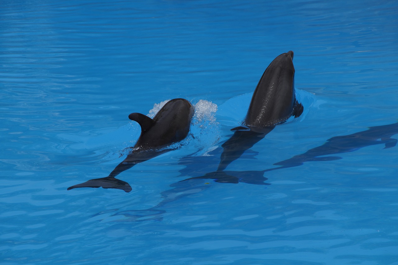 dolphins swim dolphin free photo