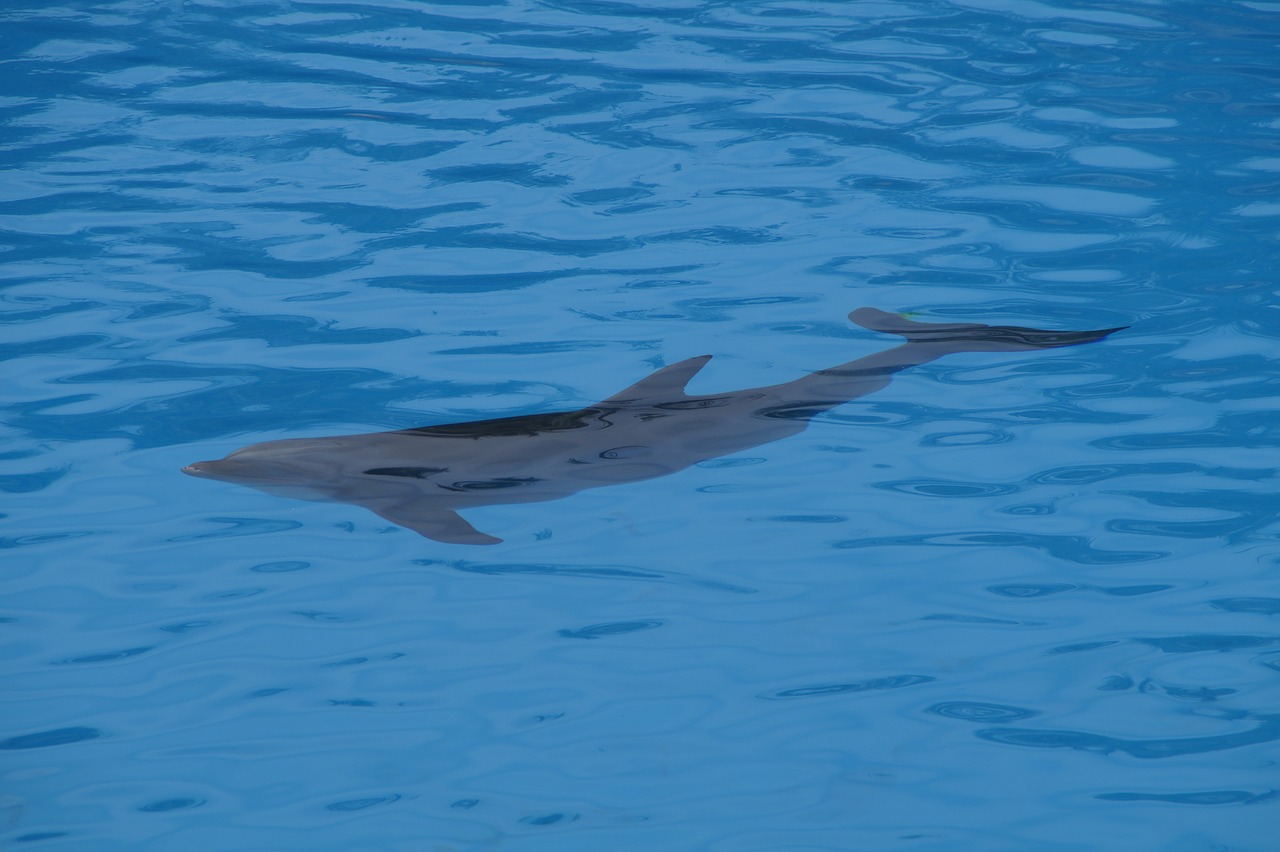 dolphins swim dolphin free photo