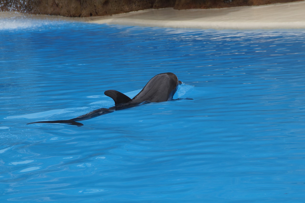 dolphins swim dolphin free photo