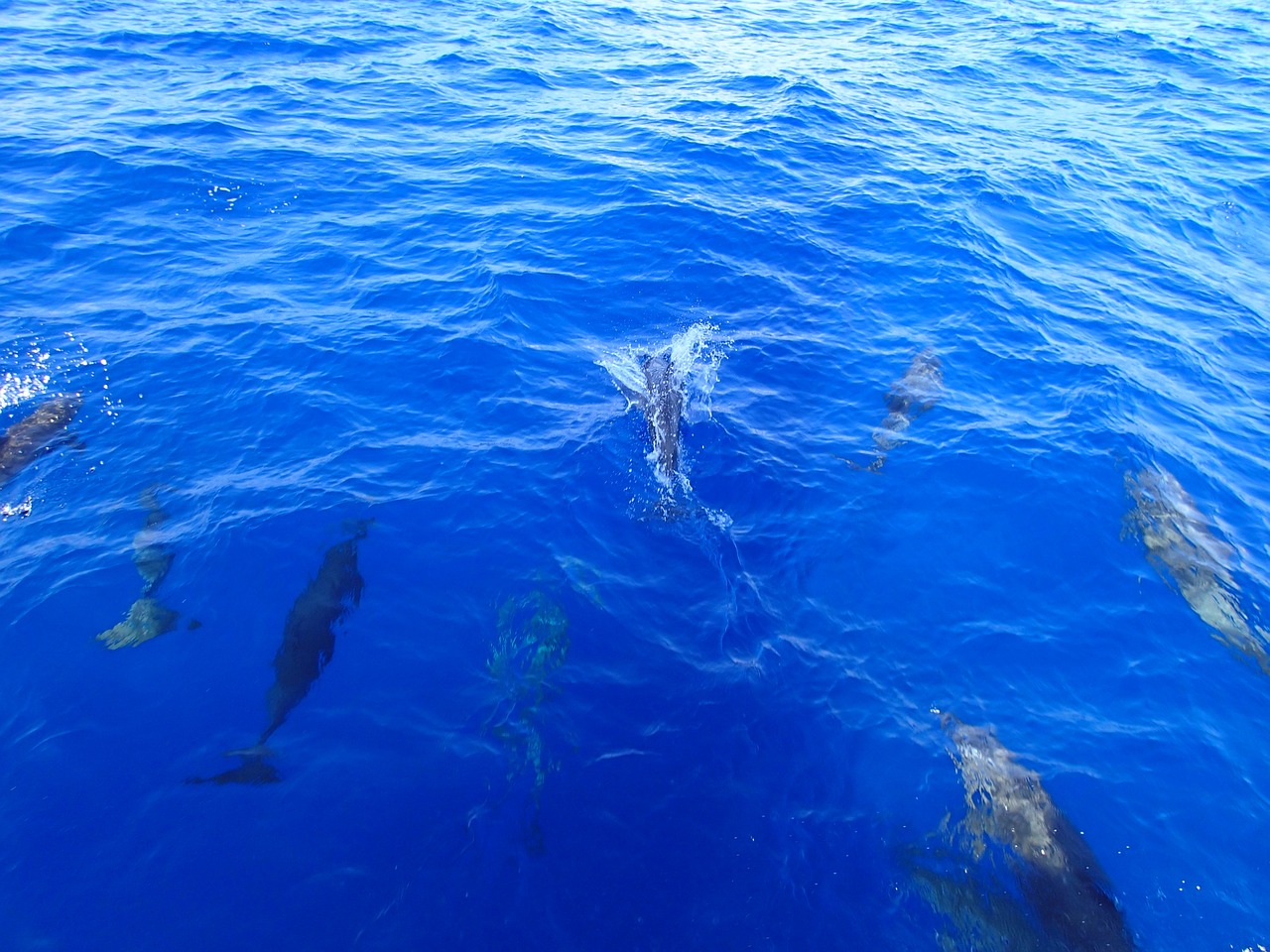 dolphins ocean water free photo